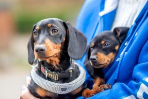 Council adopts domestic animal plan