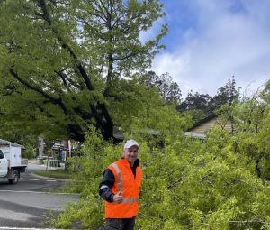 Treasuring our Trees making a community project out of Olinda’s fallen Oak