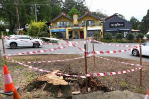 Trading hit for Olinda businesses after fallen tree cuts power supply
