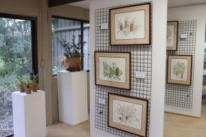 Hidden gardens in Kalorama a show of Australian beauty