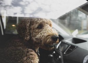 Remember to keep an eye out for your pets in vehicles