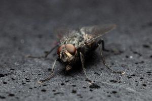 Avoiding pesky bugs this holiday season