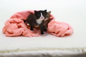Keeping your pets calm during fireworks