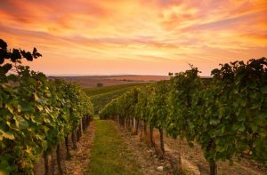 Strong Christmas trading period hoped for the Dandenong Ranges