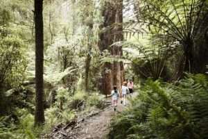 Dandenong Ranges National Park faced with threats