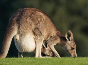 Kangaroo harvesting quota increased, seeing local environmentalists and Elders outraged