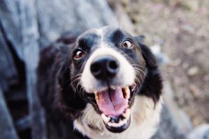 Looking after your pets in emergencies this summer