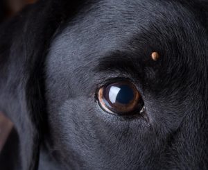 Protecting your pets from ticks