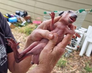 Joey on the mend after mother killed by car