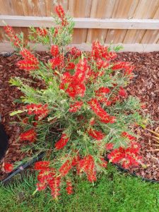 Making a wildlife haven this summer