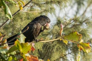 Green thumbs encouraged to get involved in Gardens for Wildlife program