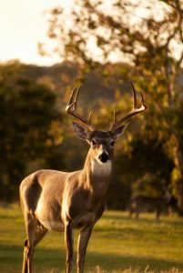 Parks Victoria undertaking deer control operation in Dandenong Ranges National Park
