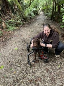 Emerald Men’s Shed gives poodle with defect a new lease on life