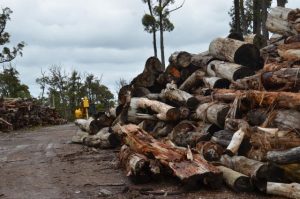 Treasuring Our Trees to find a new home for donated redgum
