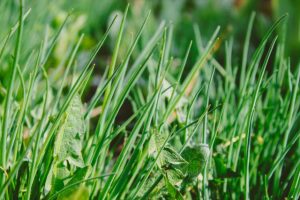 Cardinia Shire weed control grant program now open for landowners and community groups