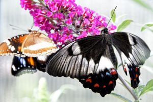 Butterfly haven taking flight in Monbulk
