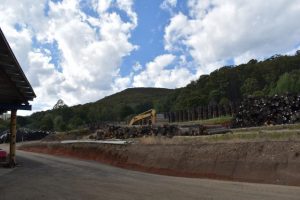 Victorian Greens push to end native forest logging this year