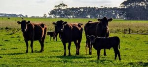 Pastures may need more care after wet recent months, Agriculture Victoria warns