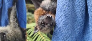 Wildlife shelter in Olinda rearing threatened grey-headed flying foxes back to health
