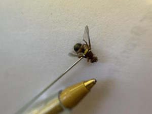 Queensland fruit fly detected in Silvan