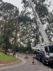 Tree removal works see closure of Olinda-Monbulk Road