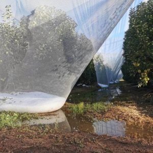 Hailstorm damage loans available for eligible Yarra Ranges primary producers
