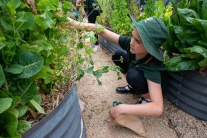 Monbulk Primary School are sustainability stars