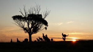 Capturing Cardinia Shire