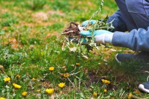 SNIPPETS: monthly working bee