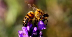 Free webinar on the importance of pollinators