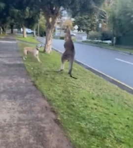 Kangaroo spat in Upwey investigated by Conservation Regulator