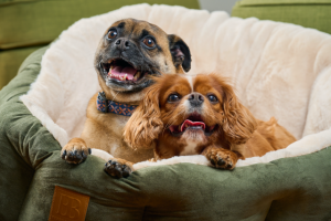 Australia’s first pet census open