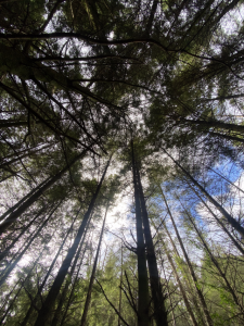 Contribute to National Tree Day in Knox