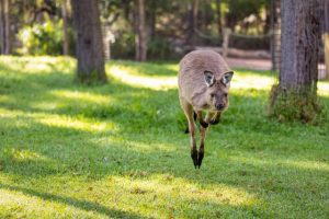 Calls for government action after ‘heartbreaking’ wildlife fatalities on Wellington Road