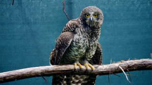 Powerful Owl found in Emerald returned to mountain home