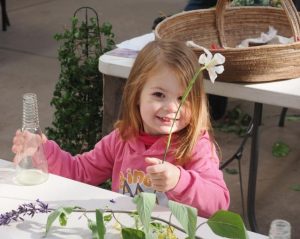 Bright bulbs aplenty at Ferny Creek Horticultural Society Spring Show