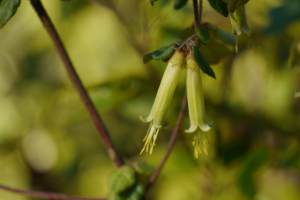 Endangered plant at risk from debris removal plan in the Dandenong Ranges National Park, conservationists say