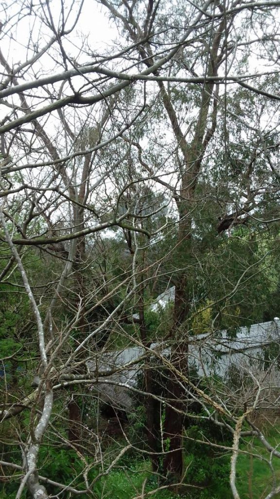 Reaching out an olive branch Ranges Trader Star Mail