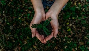 Would you like to be a member of the Sustainable Environment Advisory Committee?