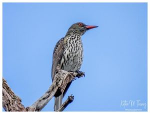 Aussie Bird Count returns for 10th year