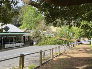 Fallen tree causes debacle in Olinda