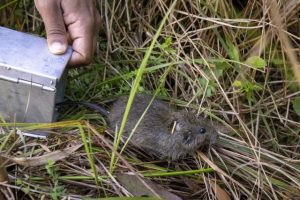 Broad-toothed rat added to endangered species list