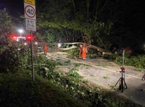 Fallen trees cause damage to homes, cars