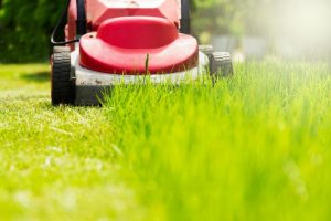 Council decides to cut exotic and Indigenous grasses ahead of bushfire season