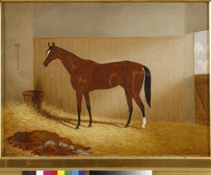 The Hills’ connection to famous racehorse Carbine