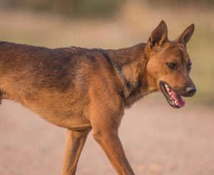 Wild dog problem in the Upper Yarra getting “worse and worse each year”