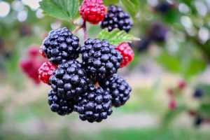 Warning as blackberry weed control begins