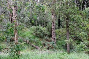 Belgrave Heights family concerned for bushfire risk as vegetation continues to grow