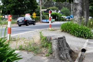 Call to replant historic oak trees in Kallista