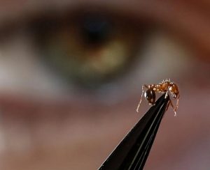 State government pledges to eradicate invasive fire ants